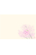 Ｆ６４０　尺３紙マット花シリーズ　桜　100枚入