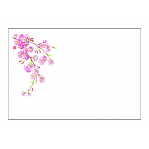 しだれ桜（3月～4月）尺3紙マット（上質紙）【100枚入】