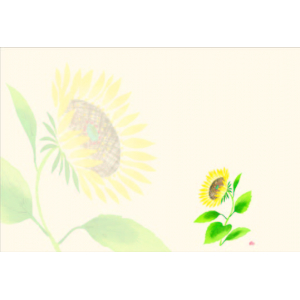 ヒマワリ（8月）四季の花シリーズ 尺3紙マット（上質紙）【100枚入】