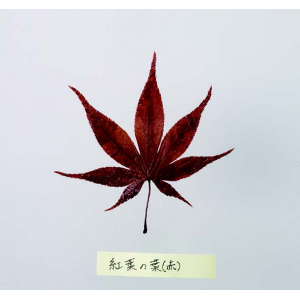 紅葉の葉（赤）【200枚入り】