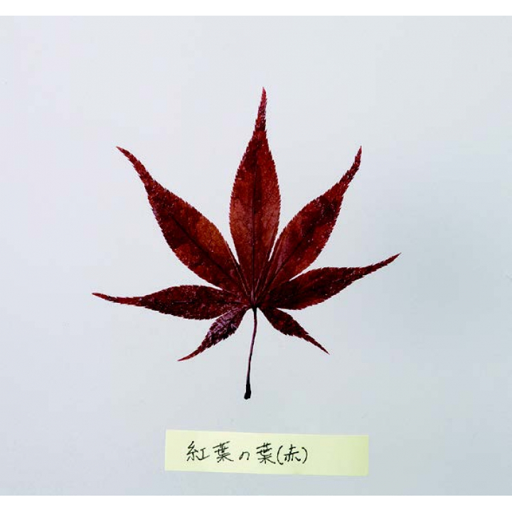 紅葉の葉（赤）【200枚入り】