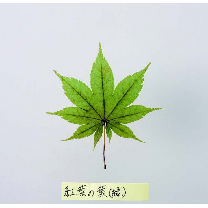 紅葉の葉（緑）【200枚入り】
